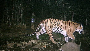 Where should the tiger go when humans gobble up the tiger territory