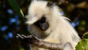 The Silent Struggle: Biotic Pressure on Threatened Wildlife